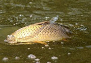 十月份可以釣鯉魚嗎？十月份釣鯉魚用什么餌？