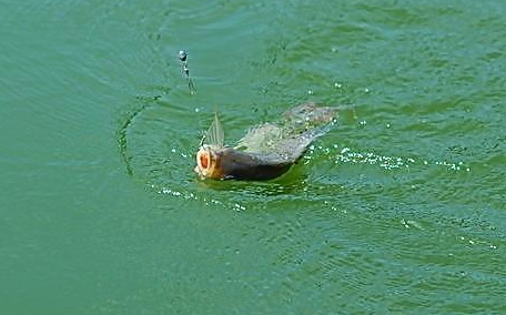 釣魚
