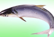 十月份能釣鰱魚嗎？鰱魚幾月份好釣？
