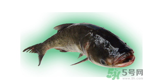 十月份能釣鰱魚嗎？鰱魚幾月份好釣？