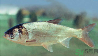 十月份能釣鰱魚嗎？鰱魚幾月份好釣？
