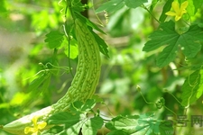 經(jīng)常喝苦瓜水有什么好處？新鮮苦瓜水怎么做比較好喝？