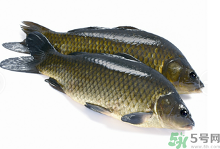 活鯉魚怎么保存？鯉魚怎么養(yǎng)才不容易死？
