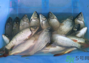 活鯉魚怎么保存？鯉魚怎么養(yǎng)才不容易死？
