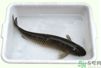 鯉魚死了還能吃嗎？鯉魚死了多久不能吃？