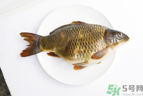 鯉魚死了還能吃嗎？鯉魚死了多久不能吃？