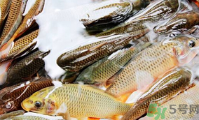 鯉魚死了怎樣保鮮？鯉魚死后怎么保存？