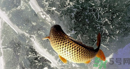 鯉魚死了怎樣保鮮？鯉魚死后怎么保存？