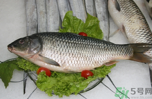 鯉魚死了怎樣保鮮？鯉魚死后怎么保存？