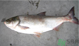 秋天釣鰱魚用什么餌料？秋天釣鰱魚用什么味餌？