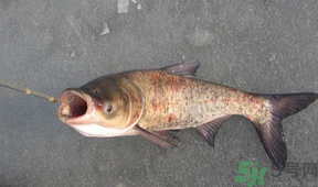 秋天釣鰱魚用什么餌料？秋天釣鰱魚用什么味餌？