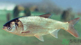 秋天釣鰱魚用什么餌料？秋天釣鰱魚用什么味餌？