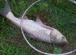 秋天怎么釣鰱魚(yú)？秋天釣鰱魚(yú)技巧