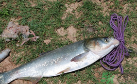 秋天怎么釣鰱魚(yú)？秋天釣鰱魚(yú)技巧