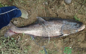 秋天怎么釣鰱魚(yú)？秋天釣鰱魚(yú)技巧