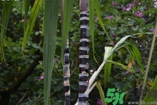 甘蔗一天吃多少最好？甘蔗能每天都吃嗎？