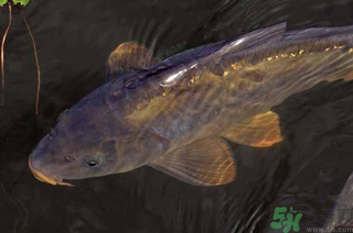 野生鯉魚怎么釣？野生鯉魚用什么釣最好？