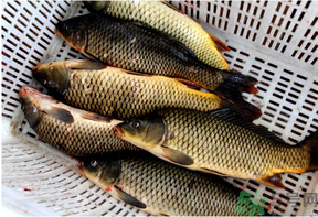 野生鯉魚怎么釣？野生鯉魚用什么釣最好？