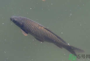 野生鯉魚怎么釣？野生鯉魚用什么釣最好？