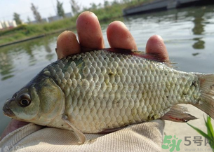 野生鯽魚多少錢一斤？野生鯽魚怎么區(qū)分？