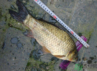 野生鯽魚多少錢一斤？野生鯽魚怎么區(qū)分？