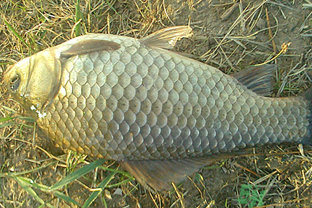 野生鯽魚多少錢一斤？野生鯽魚怎么區(qū)分？