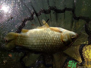 野生鯽魚怎么做好吃？野生鯽魚的做法