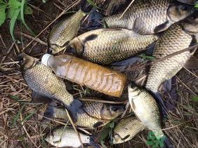 野生鯽魚怎么釣？釣野生鯽魚的技巧