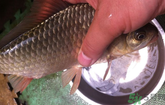 野生鯽魚怎么釣？釣野生鯽魚的技巧