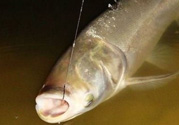秋天怎么釣鰱魚？秋天釣鰱魚技巧