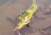 秋天釣魚怎么選釣位置？秋天釣魚怎么選釣位？