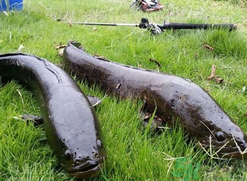 10月份還能釣黑魚嗎？幾月份釣黑魚最好？