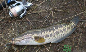 10月份還能釣黑魚嗎？幾月份釣黑魚最好？