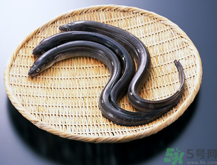 十月份可以釣黃鱔嗎？黃鱔可以釣到幾月份？