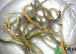 活黃鱔如何保存？活鱔魚怎么保存？