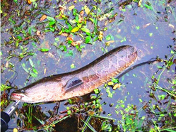 十月份黑魚好釣嗎？十月份怎么釣黑魚？