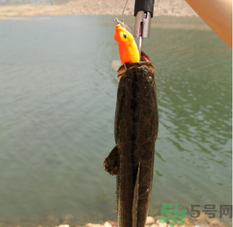 十月份黑魚好釣嗎？十月份怎么釣黑魚？