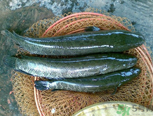 秋天可以釣黑魚嗎？秋天黑魚在什么地方？