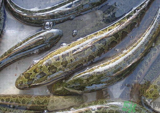 秋天可以釣黑魚嗎？秋天黑魚在什么地方？