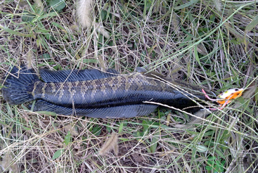 秋天怎么釣黑魚？秋天釣黑魚技巧