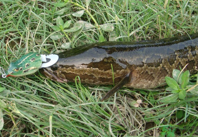 秋天怎么釣黑魚？秋天釣黑魚技巧