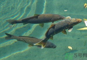 十月份釣青魚好釣嗎？釣青魚什么時間最好？