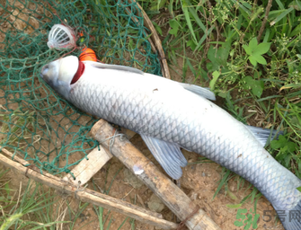 十月份釣青魚好釣嗎？釣青魚什么時間最好？