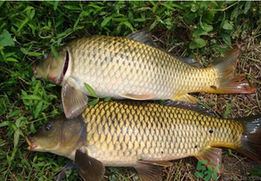 水庫釣魚用什么餌料？水庫釣魚用什么商品餌？