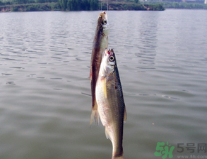 陰天怎么釣魚(yú)？陰天釣魚(yú)技巧
