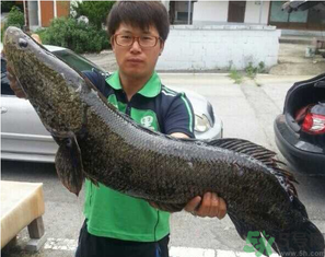 秋季釣黑魚用什么魚餌？秋天釣黑魚用什么餌？