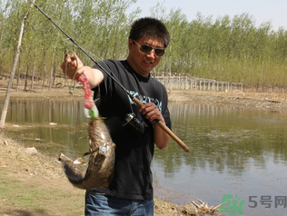 秋季釣黑魚用什么魚餌？秋天釣黑魚用什么餌？