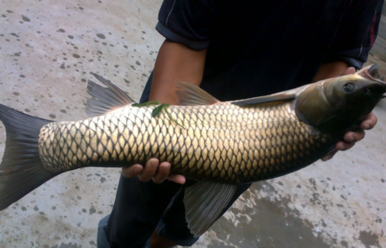 野生草魚多少錢一斤？野生草魚價格