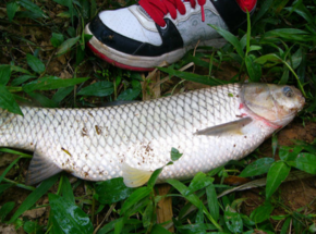 野生草魚多少錢一斤？野生草魚價格