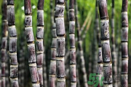 孕婦能吃甘蔗嗎？孕婦吃甘蔗會(huì)導(dǎo)致血糖升高嗎？